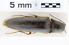 Foto (Dorsalansicht) von Megapenthes madidus (Candèze, 1893)